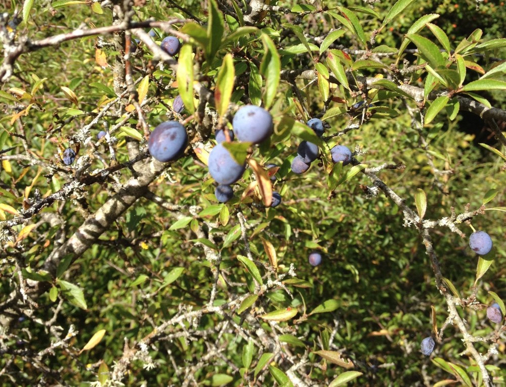 Le Patxaran, la boisson des dieux basques