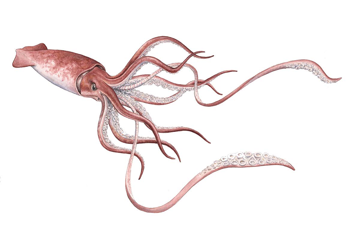 Les amours étranges du calmar géant..