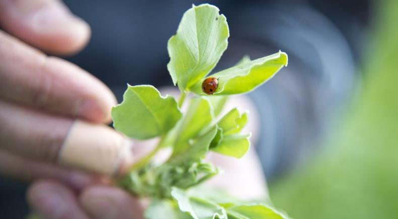 Le trophée Agroécologie remis à un jeune agriculteur Basque !