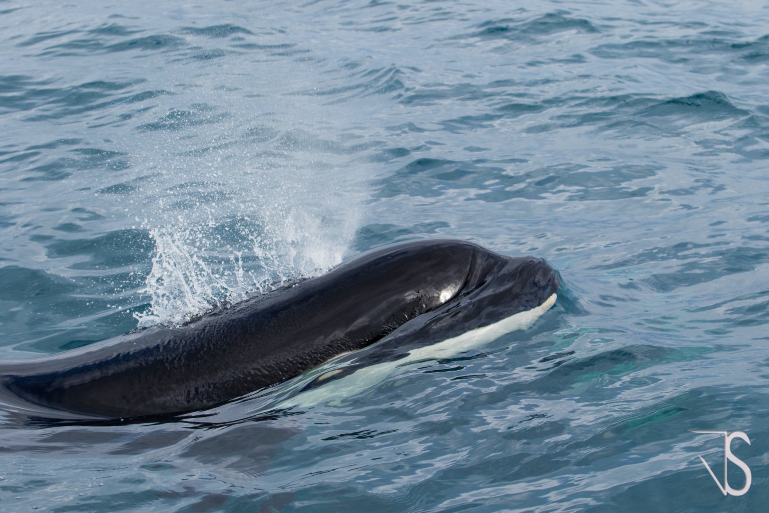 #Video : des orques au large de la Côte basque !