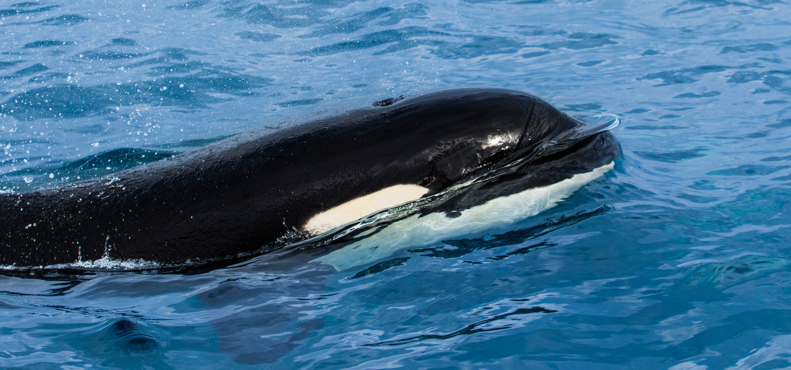 Exploration maritime des Côtes basques et landaises