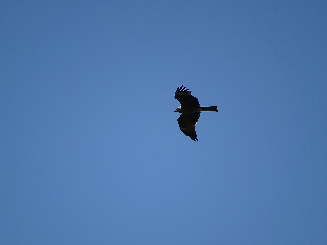 Plus de 20 000 milans noirs aperçus en juillet dans les Pyrénées occidentales !