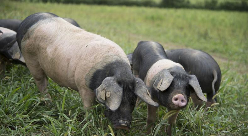 Jambon du Kintoa : la Commission approuve une nouvelle appellation d’origine protégée