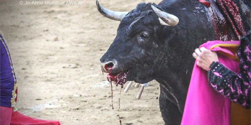 Bayonne : PETA appelle la « deuxième ville en France où il fait bon vivre » à cesser la corrida