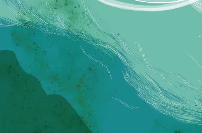 Connaissez-vous la mystèrieuse Ostreopsis Ovata ?