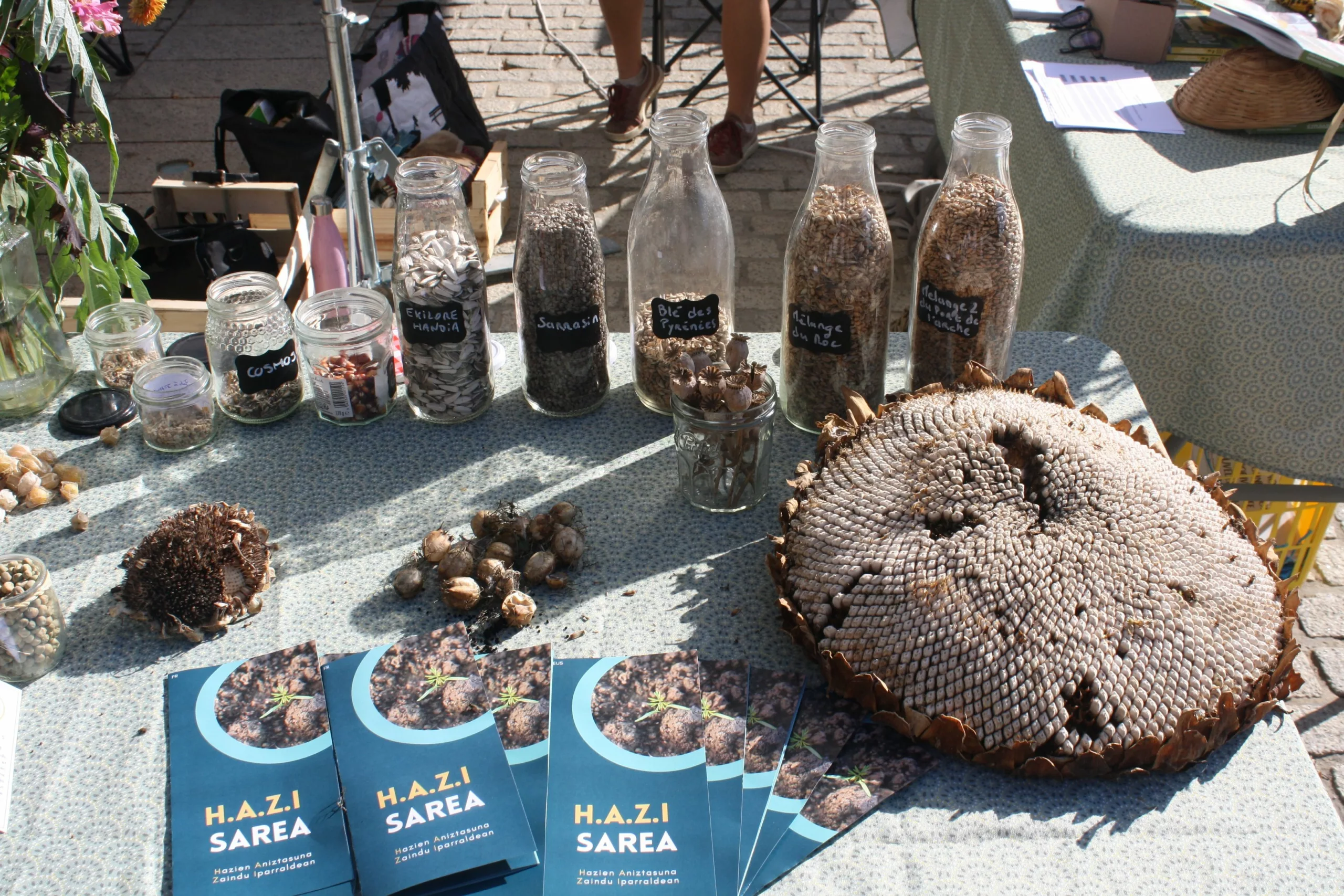 Réapprenons à cultiver nos semences pour développer la Biodiversité cultivée en Iparralde !