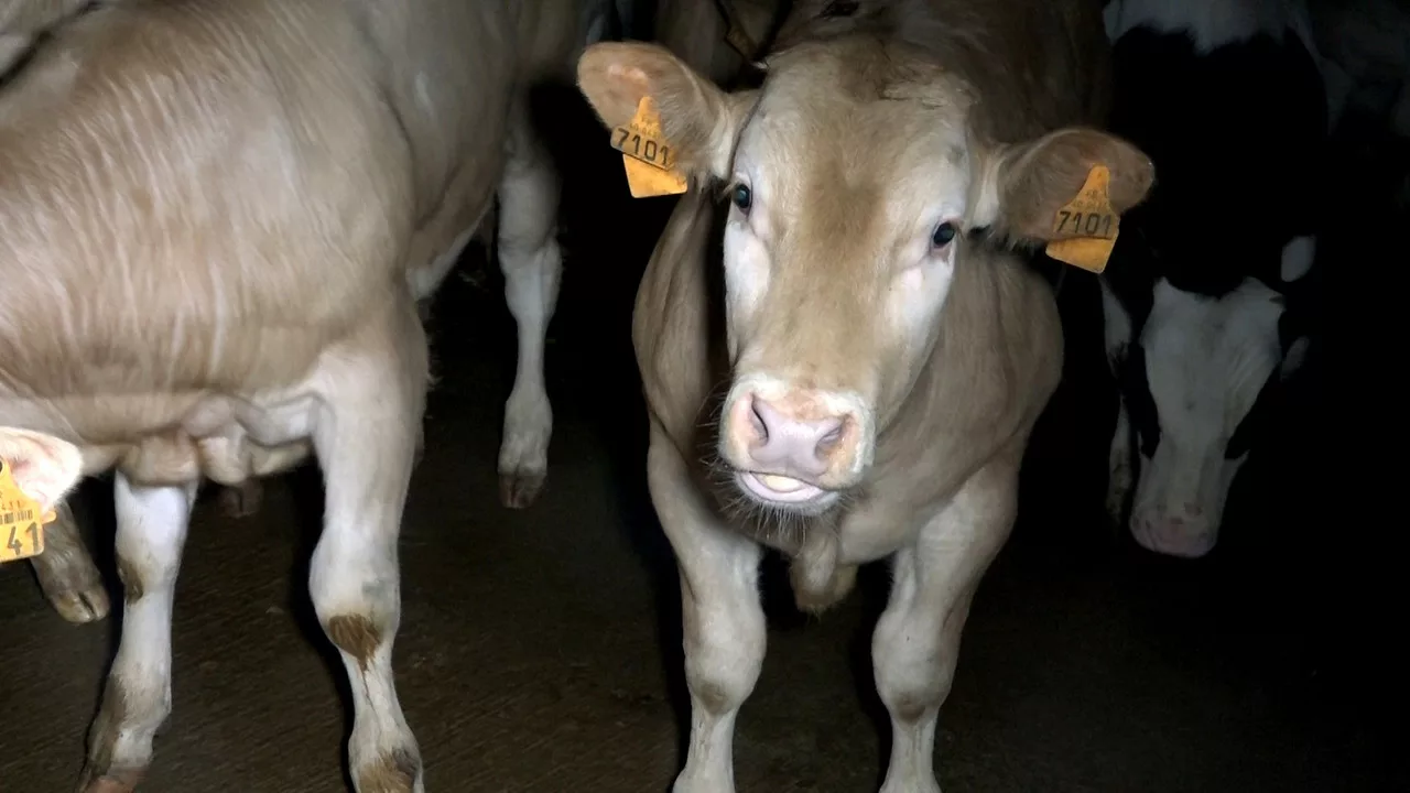 Abattoir de Mauléon : L214 soutient la préfecture et les agents des services vétérinaires