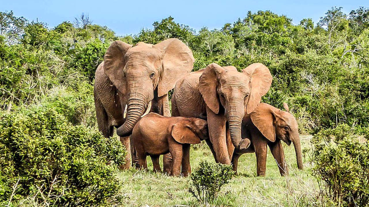 Environnement naturel et espèces rares, où se ressourcer en Côte d&rsquo;Ivoire ?