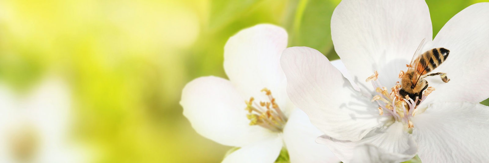 Quand le canard prend l&rsquo;accent basque… et un parfum d’Asie