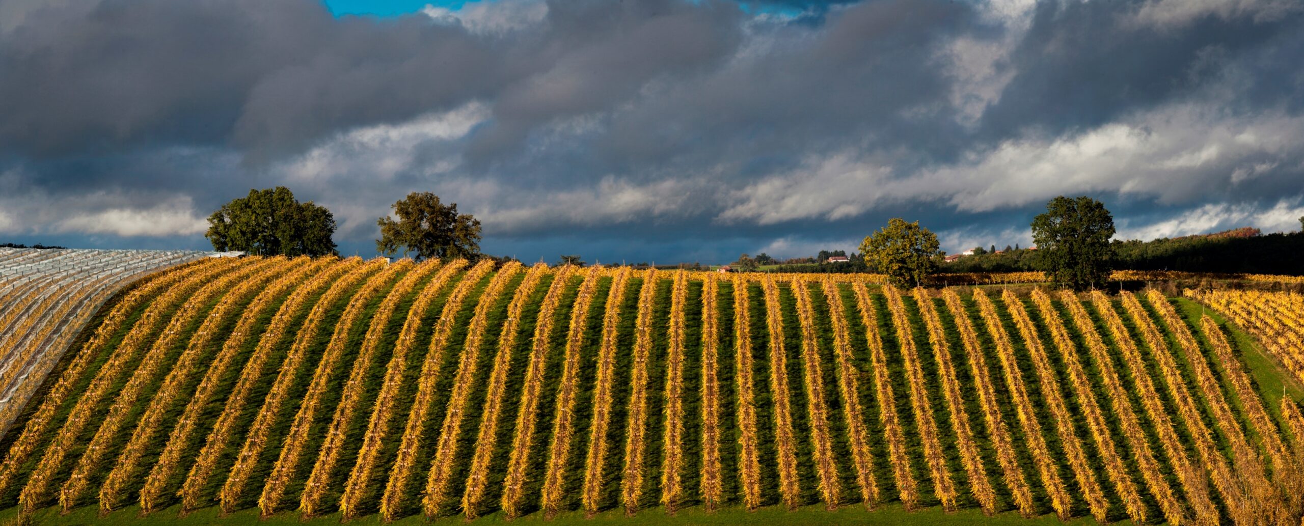 La récolte précoce du Chasselas de Moissac AOP : un millésime 2025 d&rsquo;exception !