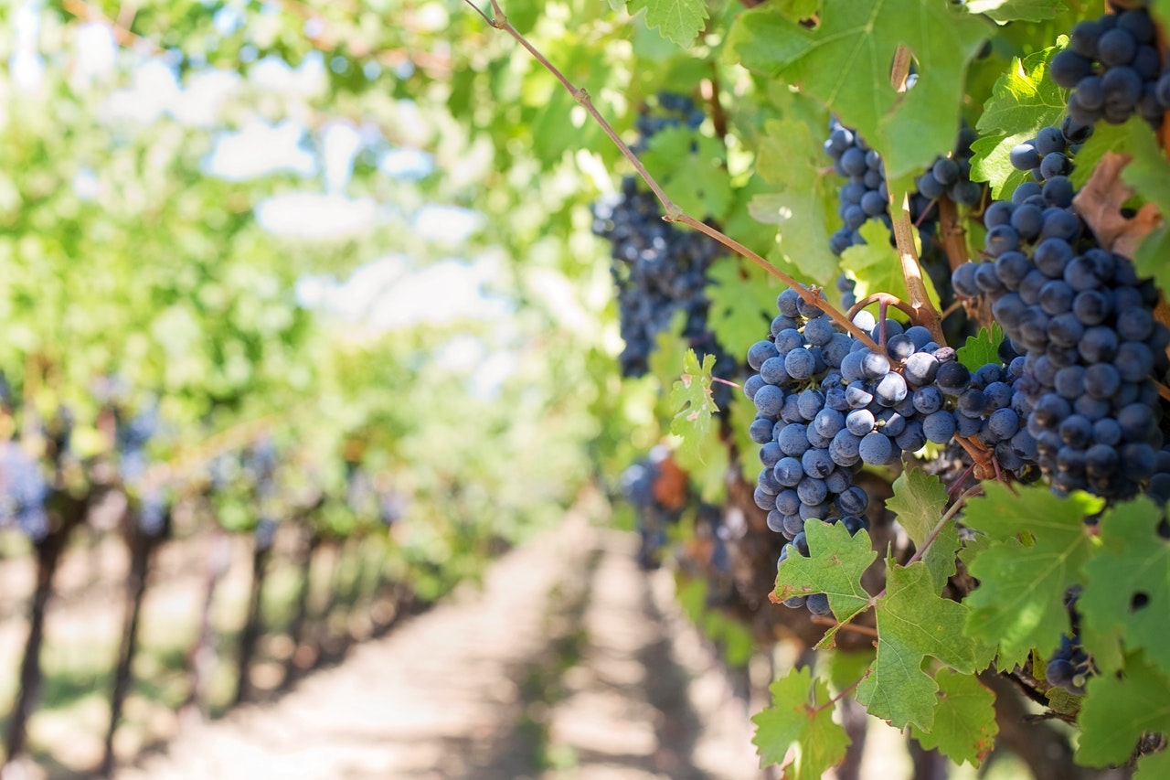 A la découverte des vins du Sud-Ouest : Cahors, Madiran et Juraçon.