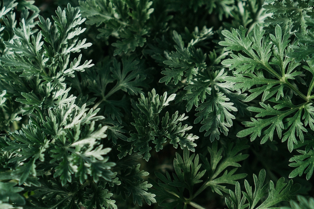 Au Pays basque, les plantes médicinales de nos grands-mères reviennent dans notre quotidien.