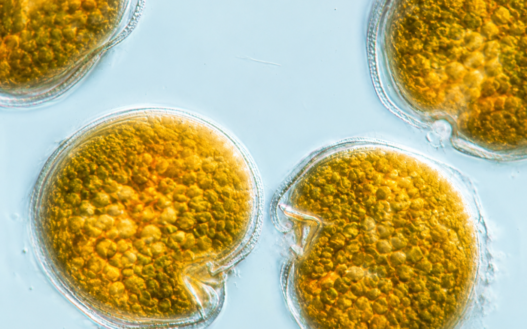 Microalgue Ostreopsis sur la Côte basque : quels sont les risques et comment se protéger ?