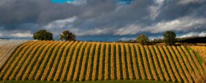 Chasselas de Moissac